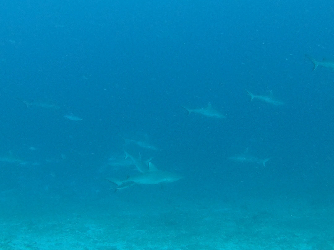 Fulidhoo Dive & Water Sports-Fulidhoo必去景点