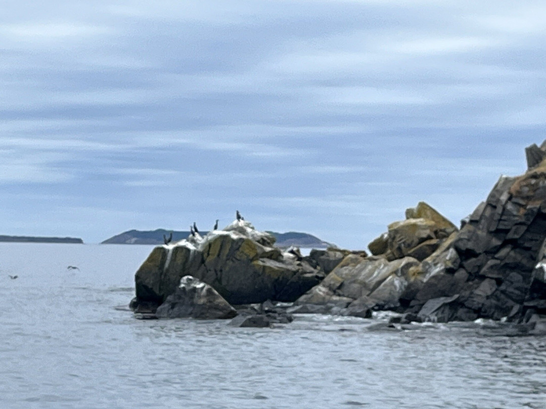 Molly Bawn Whale & Puffin Tours-Mobile必去景点