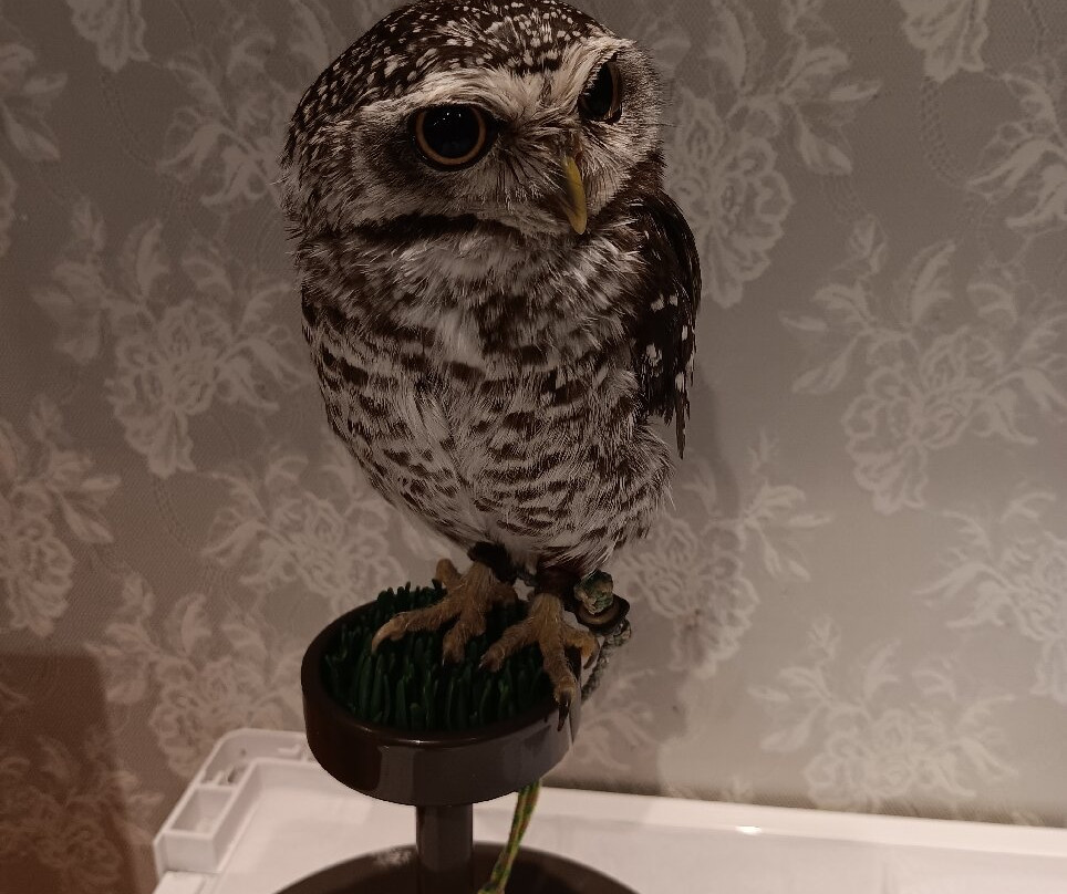 Hedgehog Cafe HARRY, Harajuku-涩谷区必去景点