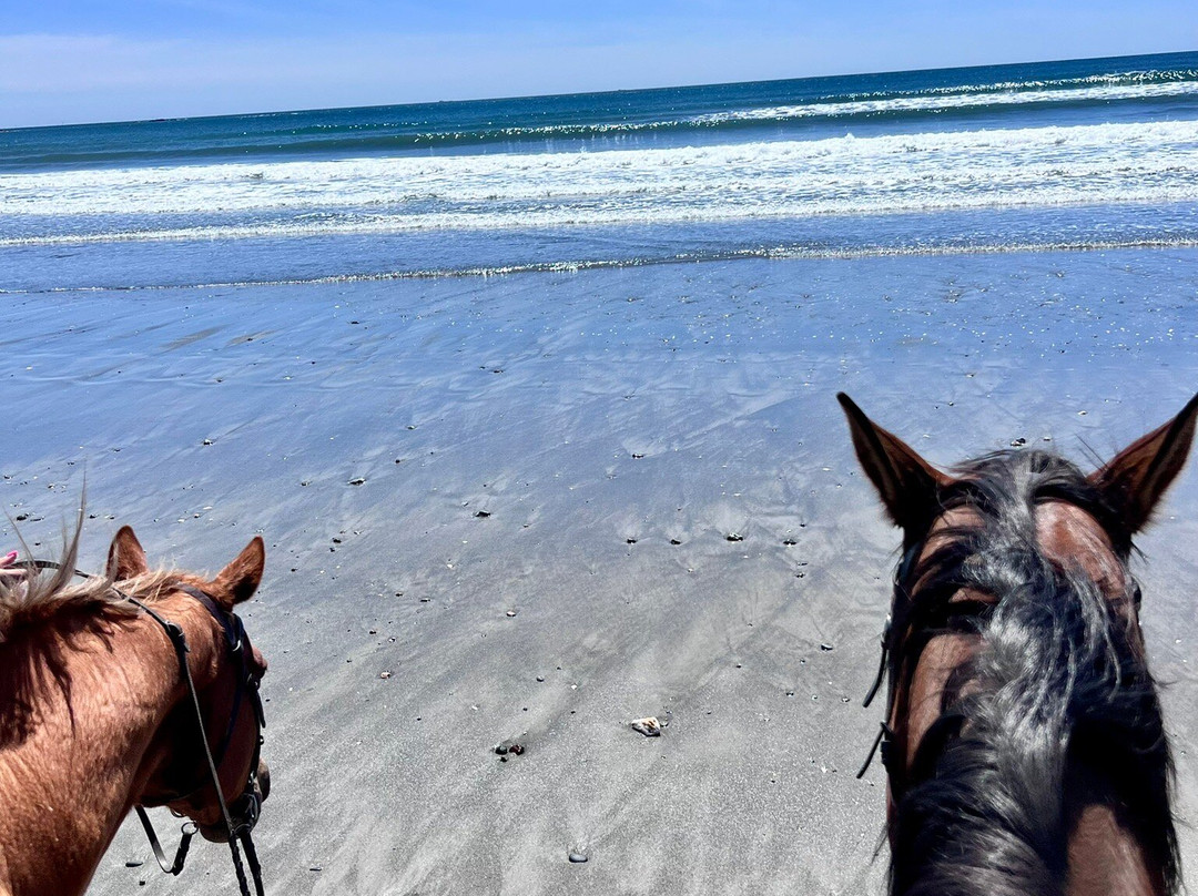 Newport Equestrian-米德尔敦必去景点