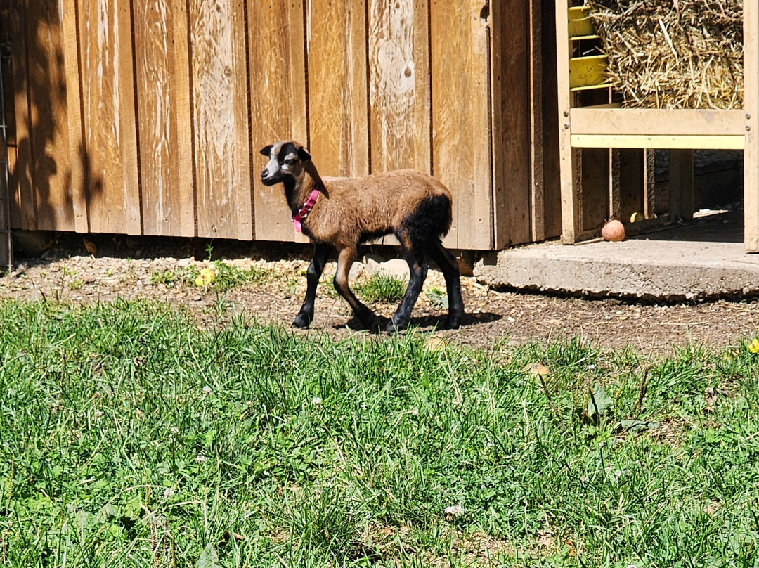 Hidden Valley Animal Adventure-Varysburg必去景点