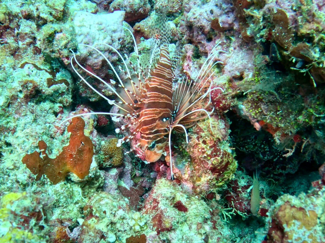 Euro-Divers LUX South Ari Atoll-南阿里环礁必去景点