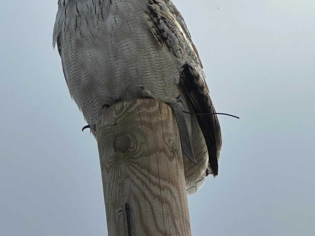 Adler Arena Burg Landskron-Landskron必去景点