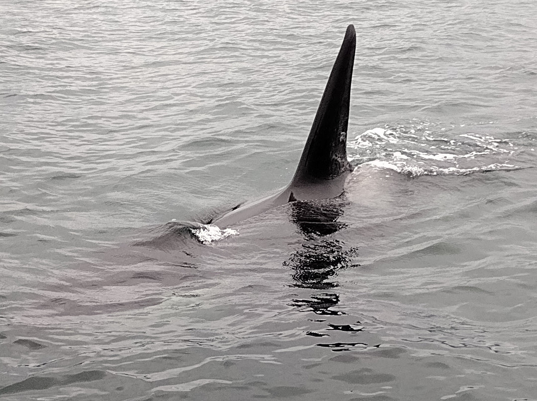 Glacier Wind Charters-胡纳必去景点