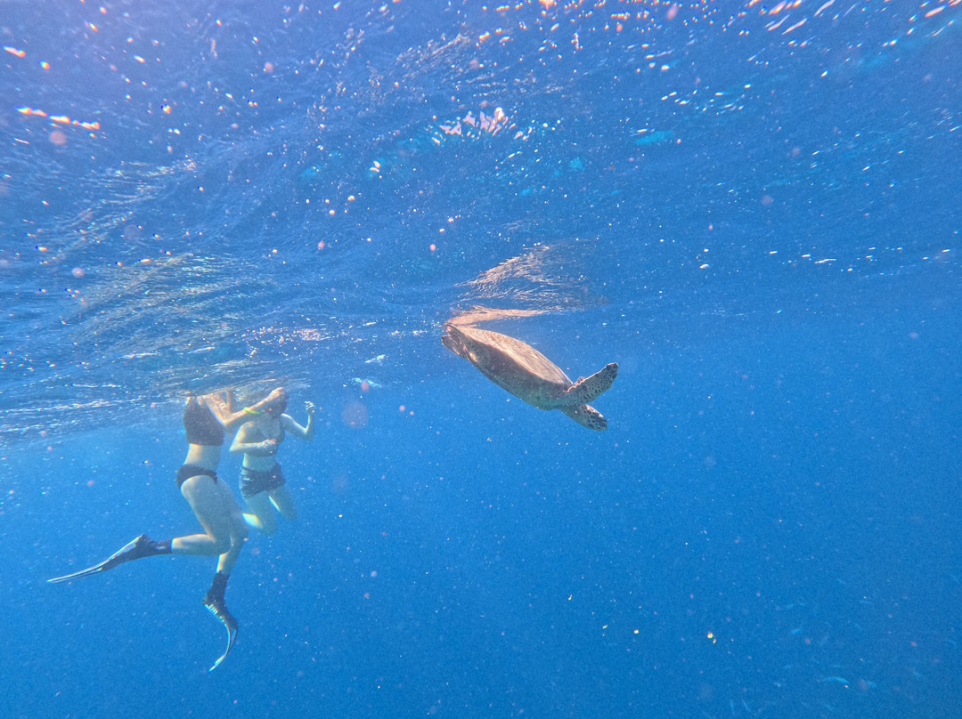 BlueMenjangan-Menjangan Island必去景点