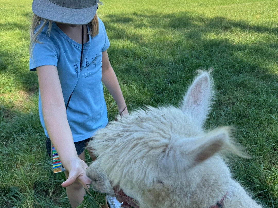 Golden Alpaca-Iggensbach必去景点