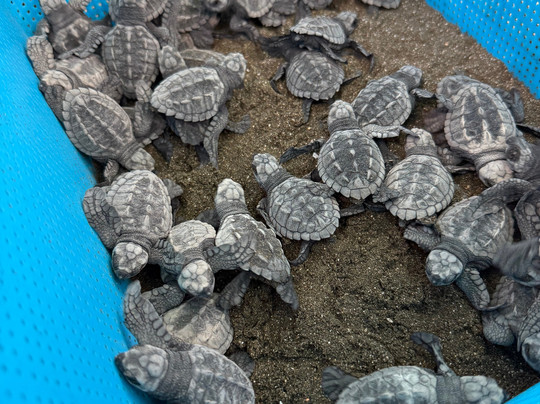 Tropico Local Tours-塔马林多必去景点