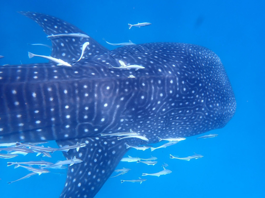 Praslin Pro Divers-普拉兰岛必去景点