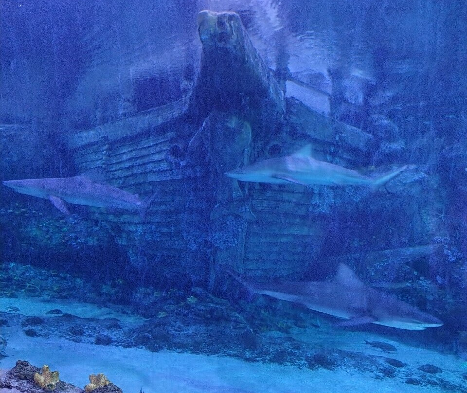 The National Aquarium Abu Dhabi-阿布扎比必去景点