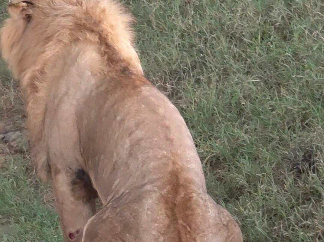 Kubwa Five Safaris-坎帕拉必去景点