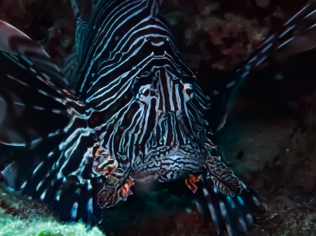 Pelagos Dive Centre-Agios Nikolaos必去景点