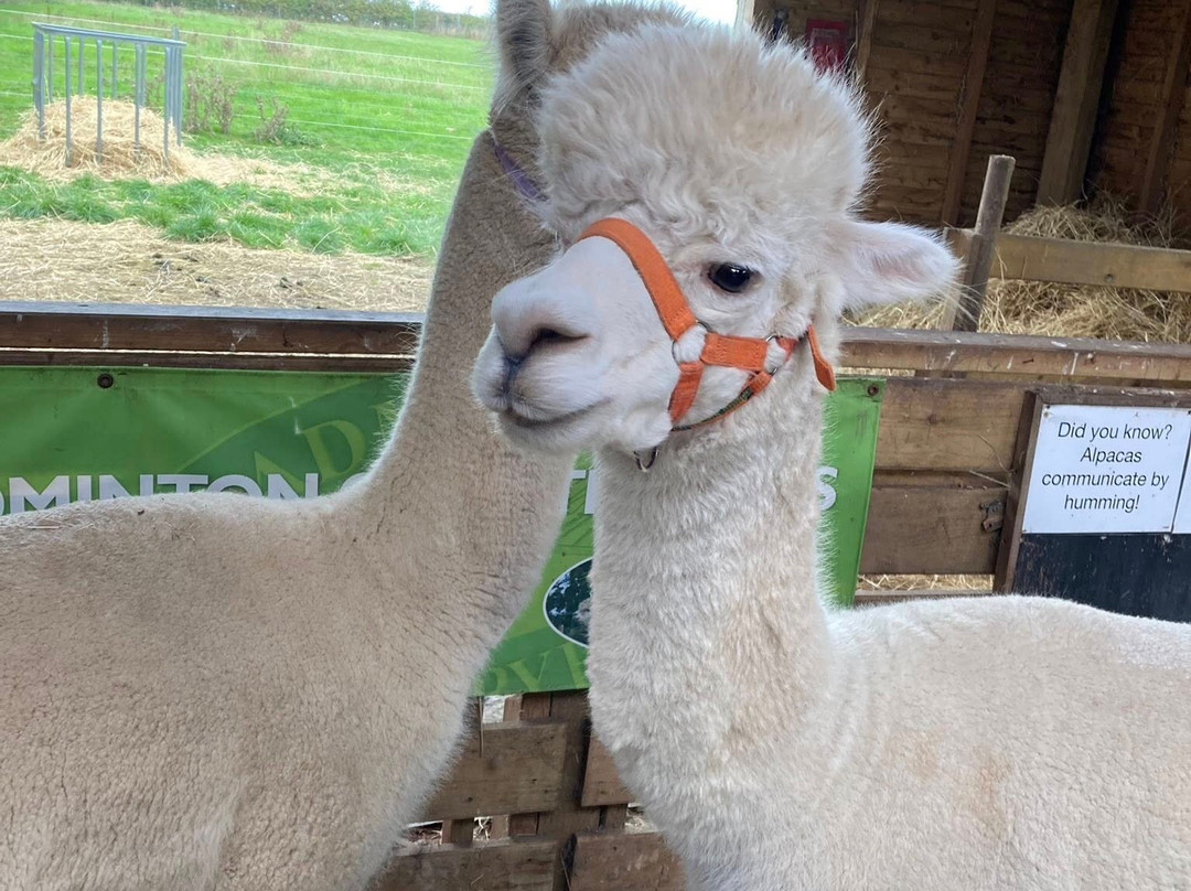 Natterjack Alpacas-Ormskirk必去景点