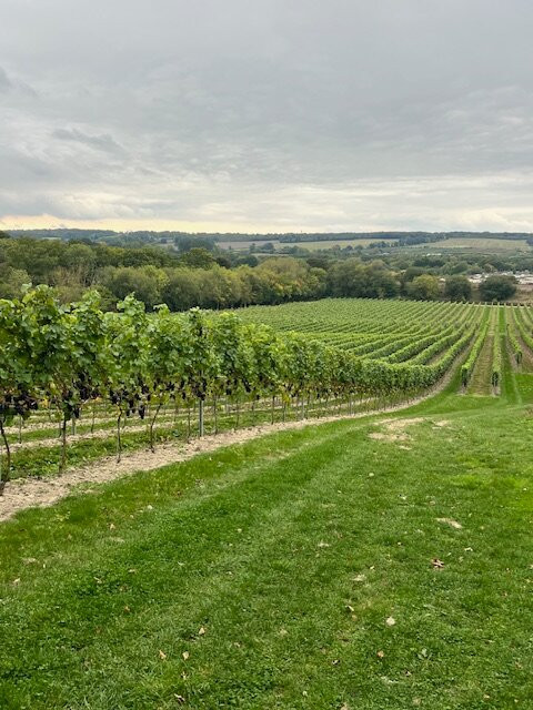 Wildshark Vineyard-Harrietsham必去景点