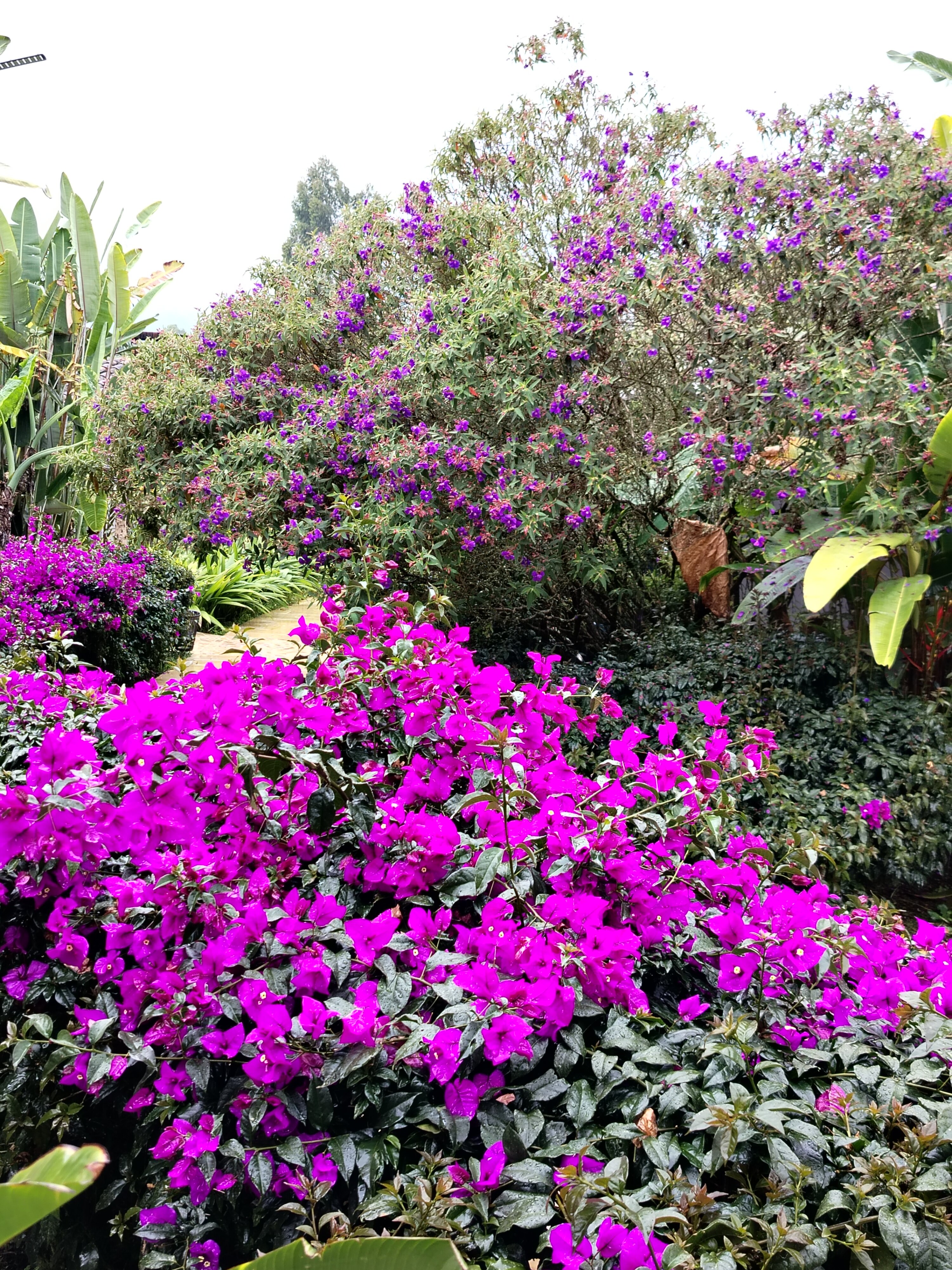 Termales El Otono-官方