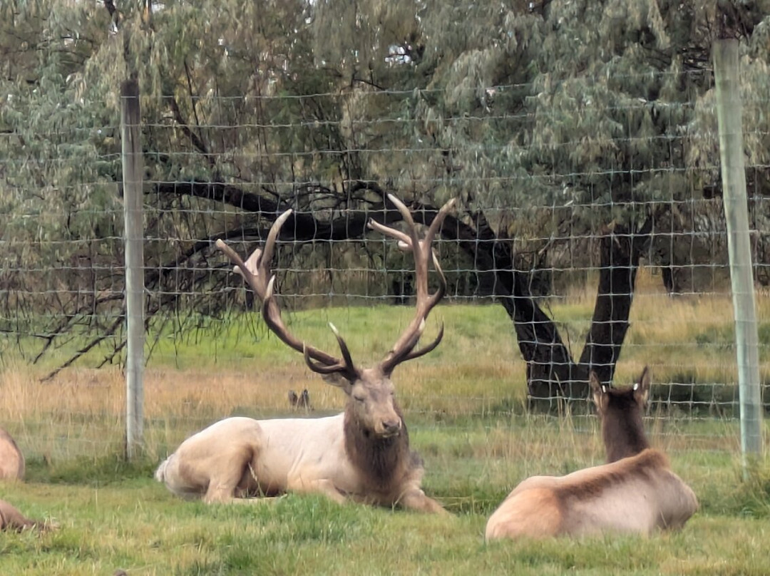 黄石公园熊世界-雷克斯堡必去景点