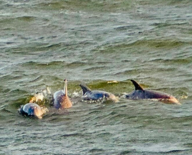 Hurricane Fishing Fleet-Calabash必去景点