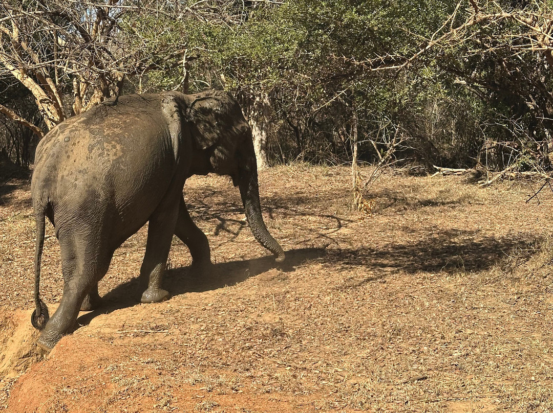 Bundala Roshan Safari-Weligatta必去景点