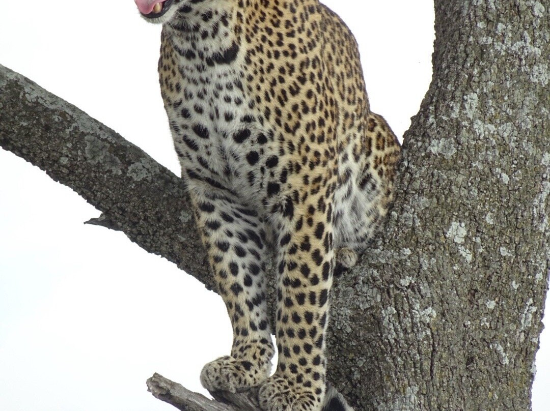 易捷旅游-一日游-阿鲁沙必去景点