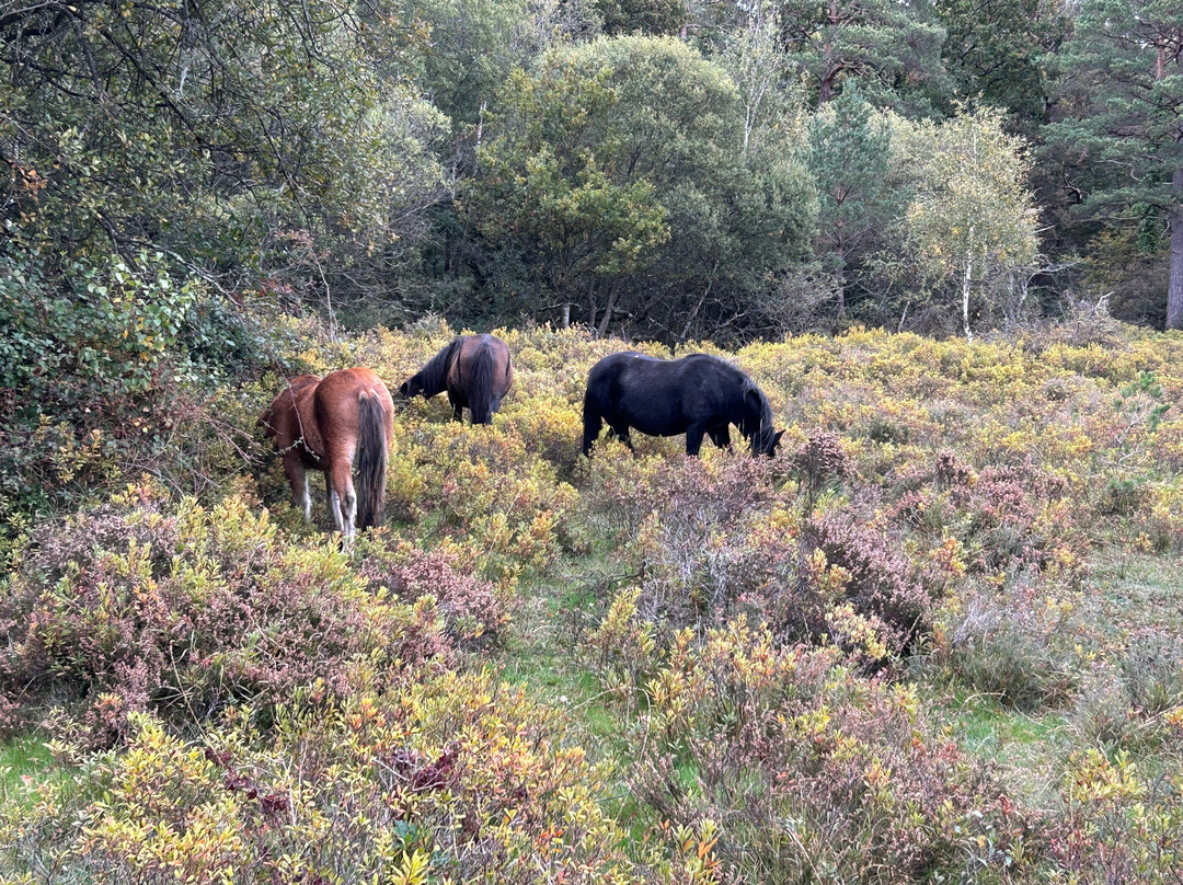Whitefield Moor (and car park)-Brockenhurst必去景点