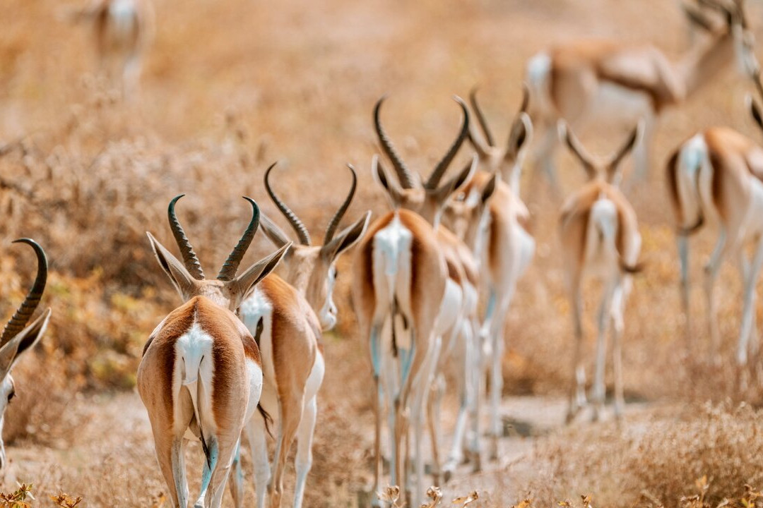 Namibia Tours & Safaris-斯瓦科普蒙德必去景点