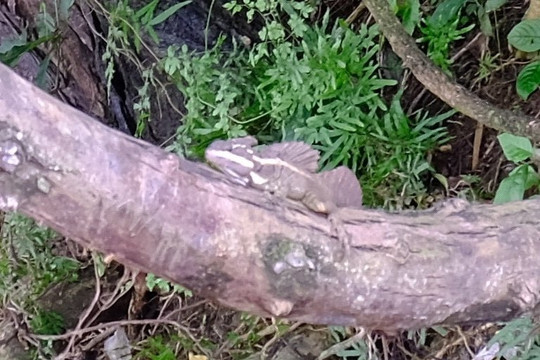 Thumbs Up Tours-彭塔雷纳斯必去景点