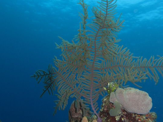 Atlantis Varadero-巴拉德罗必去景点