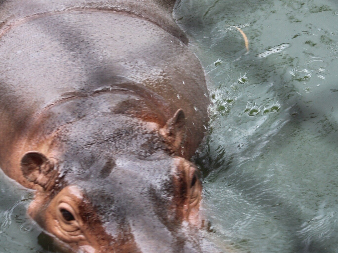 The Central Zoo-帕坦（拉利特浦）必去景点