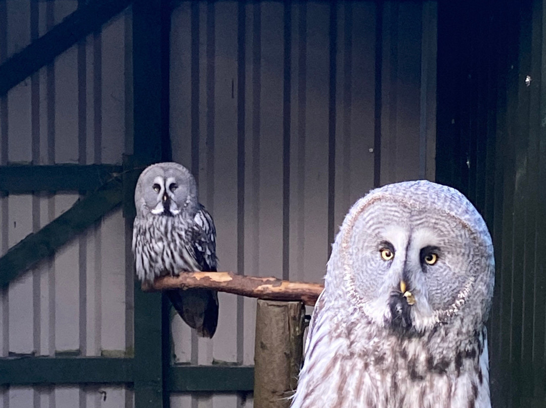 Falconry Days-赫克瑟姆必去景点