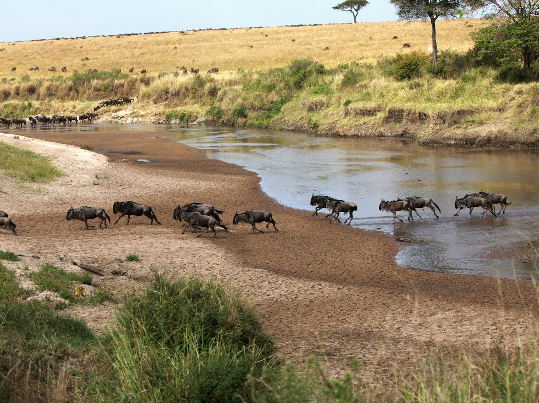 Cheetah Safaris-内罗毕必去景点