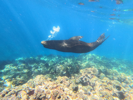 Divewithus.bcs-拉巴斯必去景点