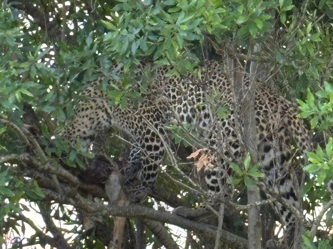 Kampur Travel Diaries-内罗毕必去景点