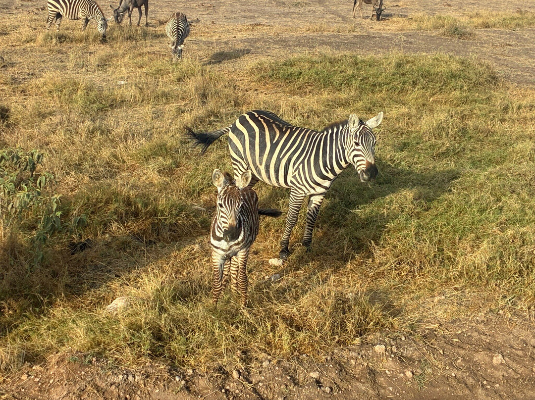 Safari In Kenya Con Samba-瓦塔木必去景点