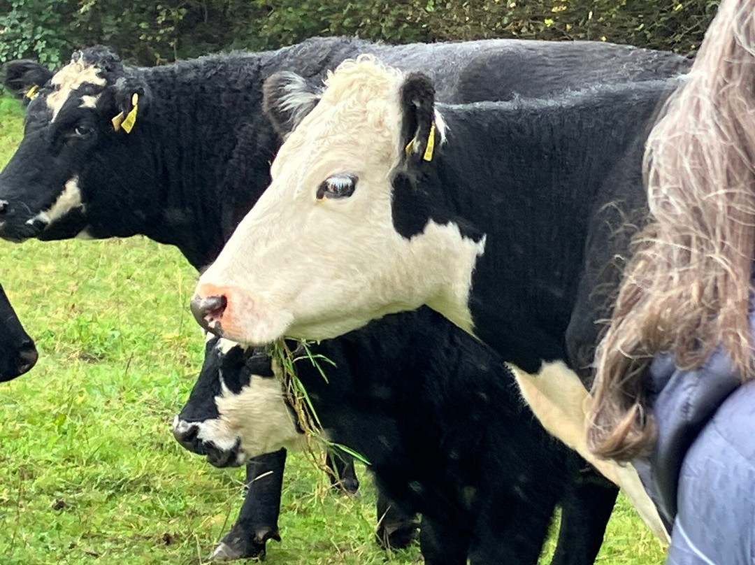 Overland Ireland-戈尔韦必去景点