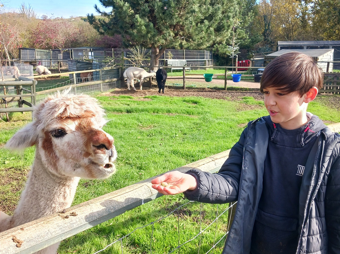 Totnes Rare Breeds Farm-托特尼斯必去景点