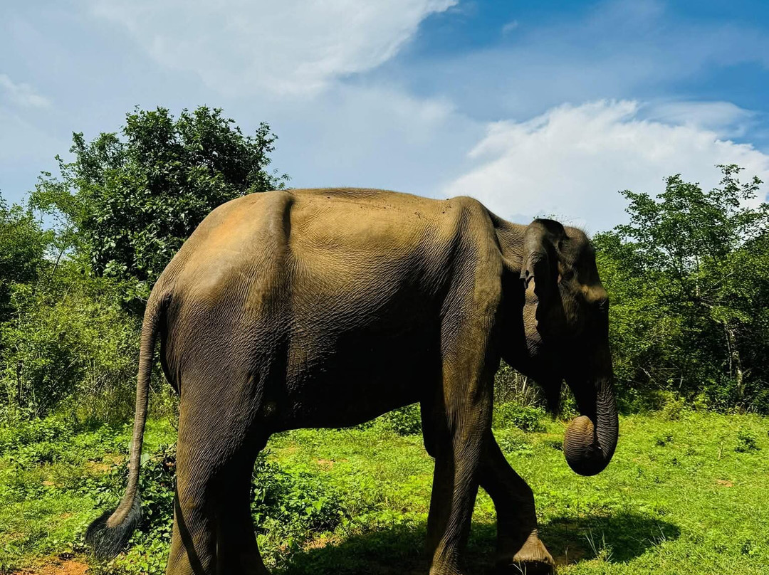Maika Safari Lodge-乌达瓦拉瓦必去景点