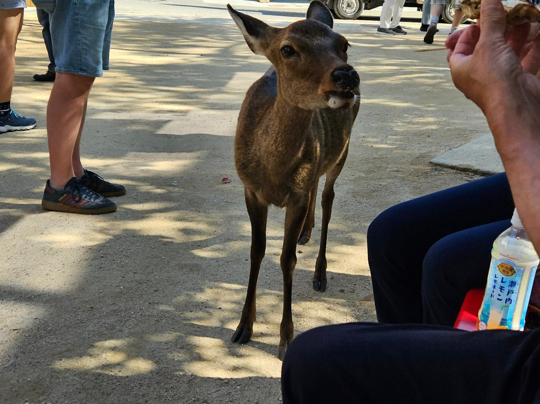 Miyajima Omotesando Shopping Street-Itsukushima必去景点