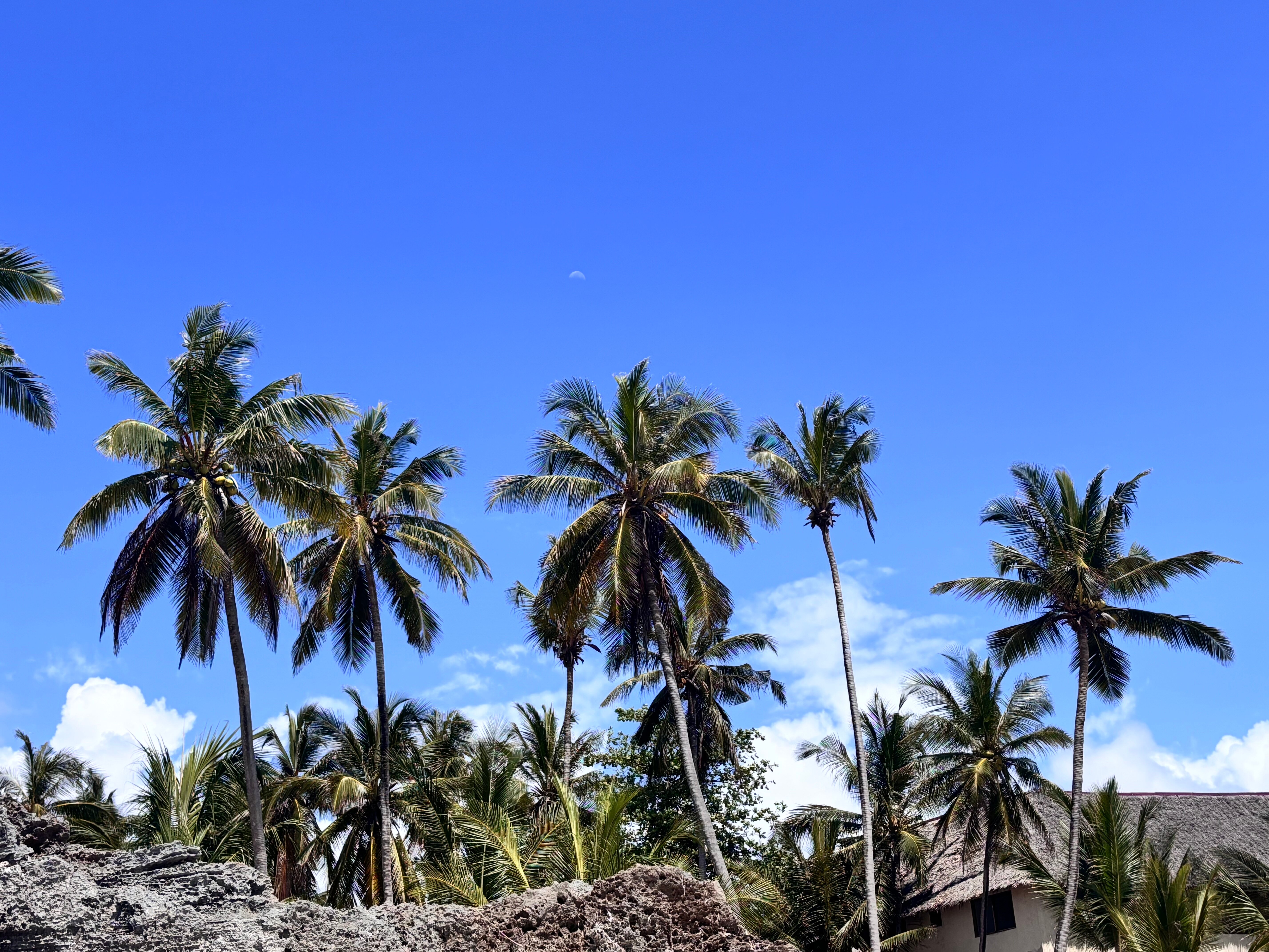 Mambo Paradise-官方