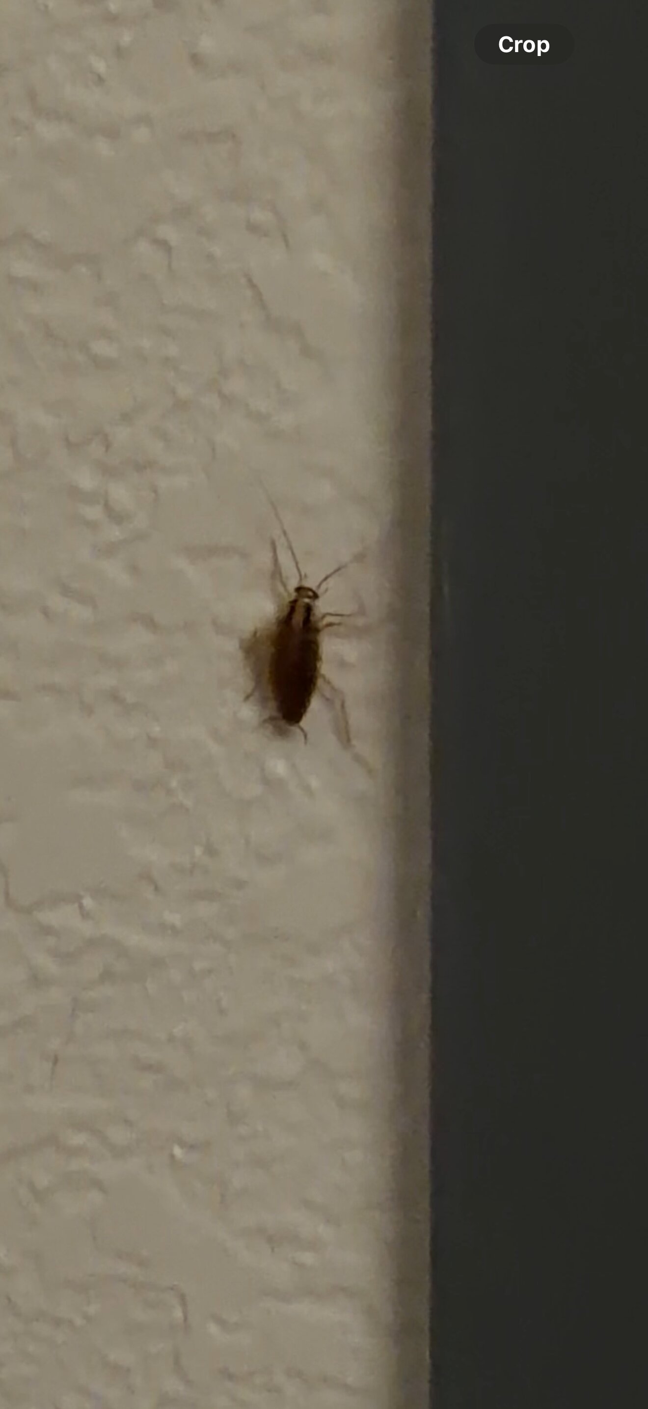 Candlewood Suites Hazleton by IHG-客卧