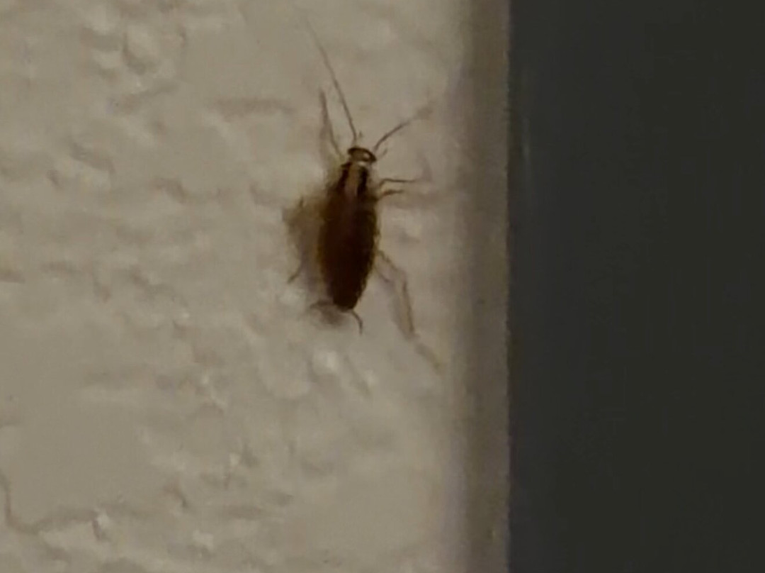 Candlewood Suites Hazleton by IHG主图