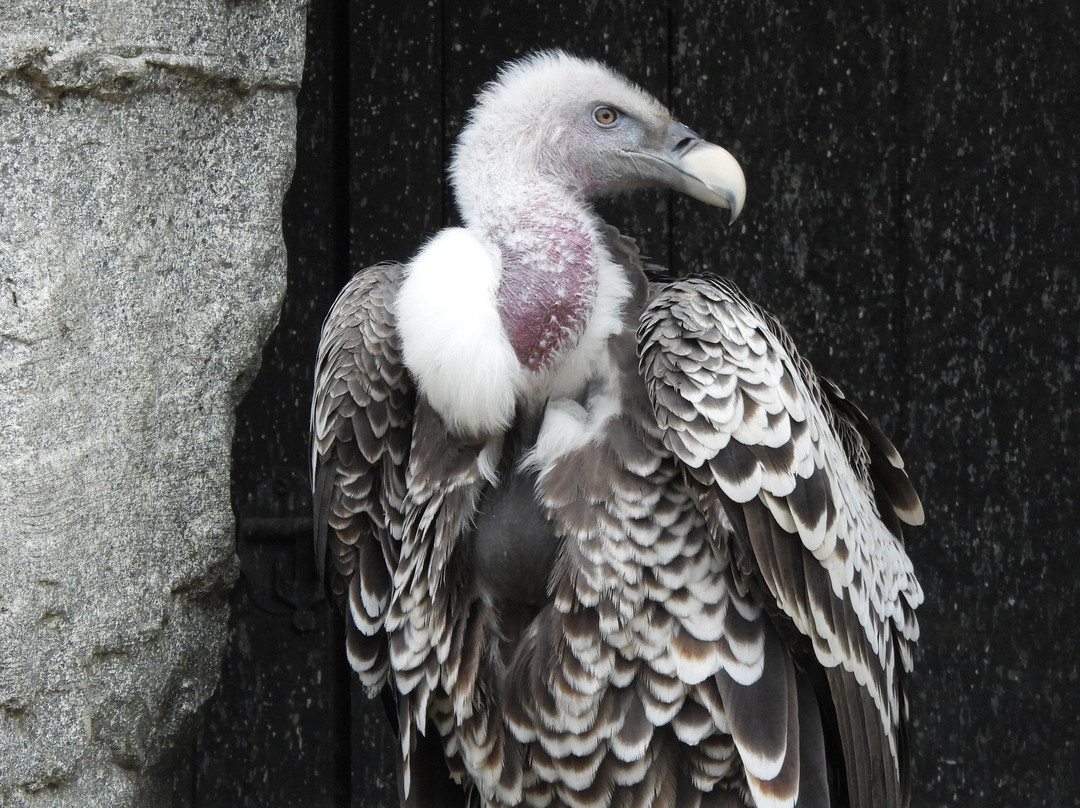 Colchester Zoo-科尔切斯特必去景点