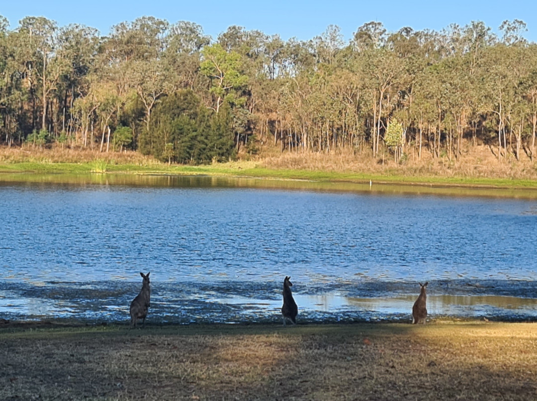 威文霍水库-布里斯班必去景点