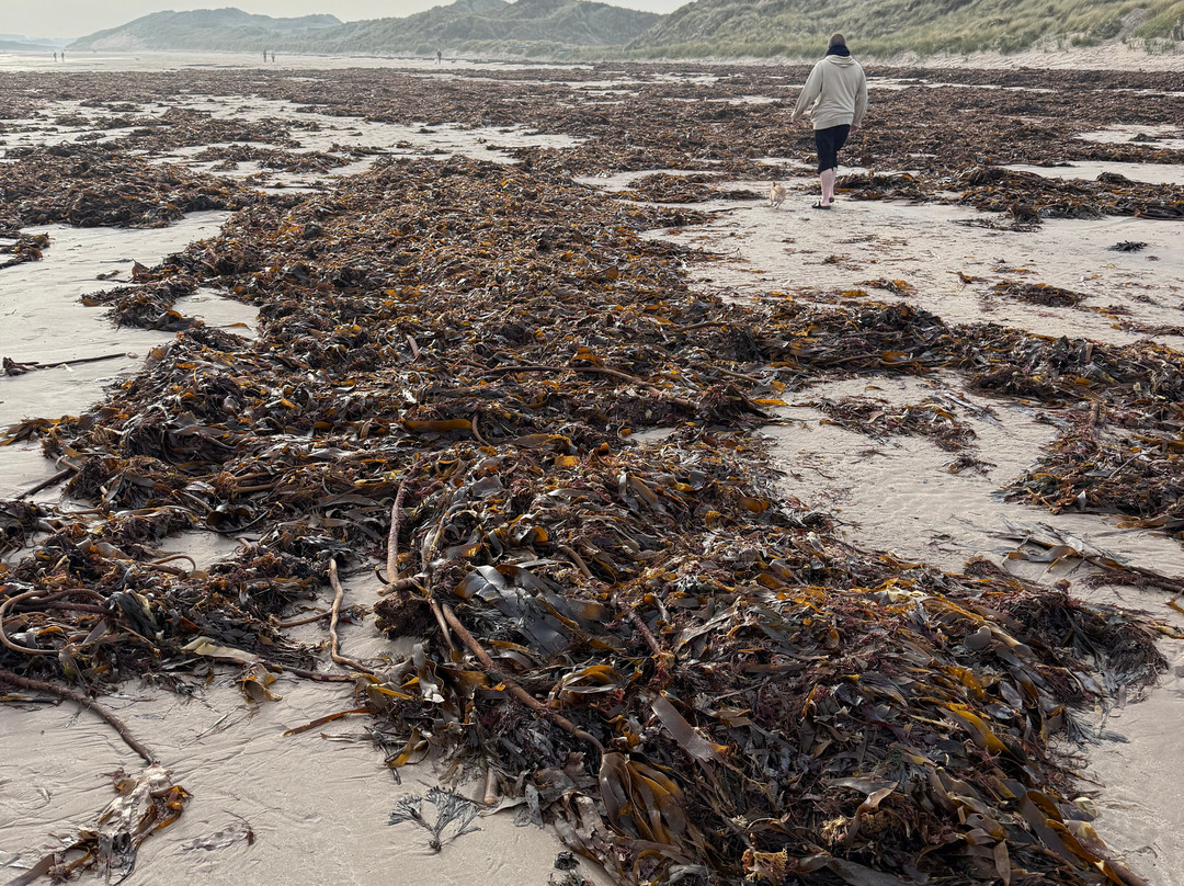 Beadnell Bay Beach-Beadnell必去景点