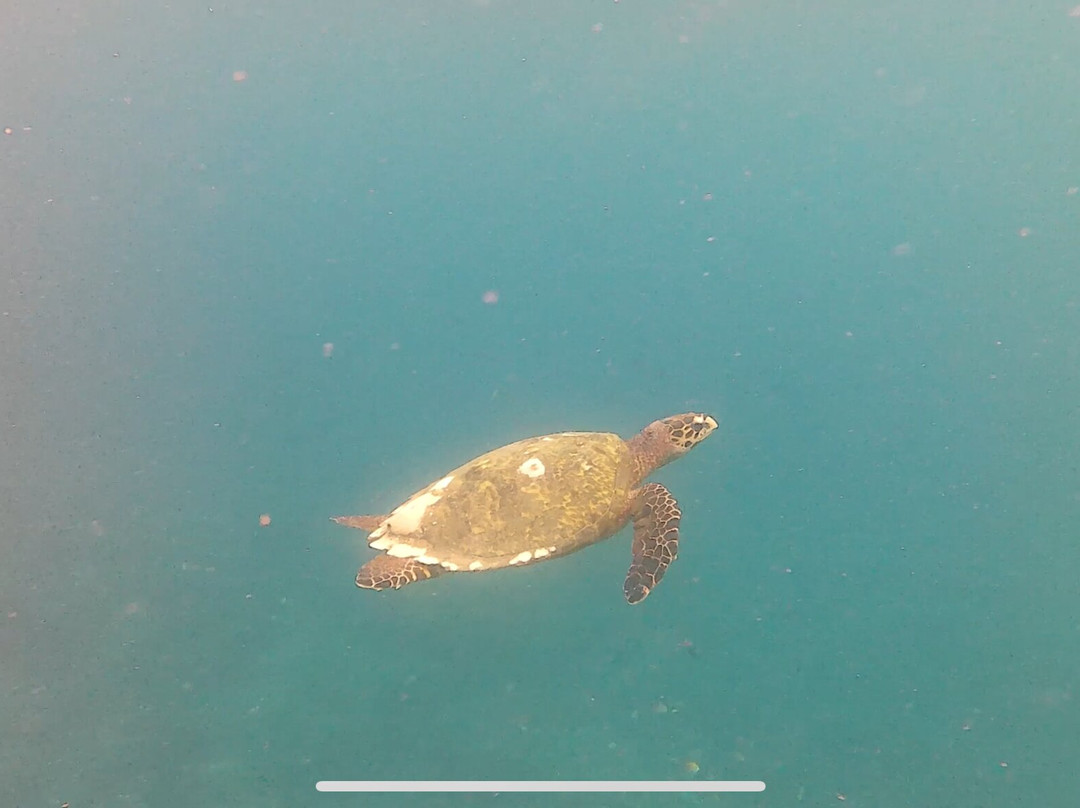 Reef Tour Mafia Island-Utende必去景点