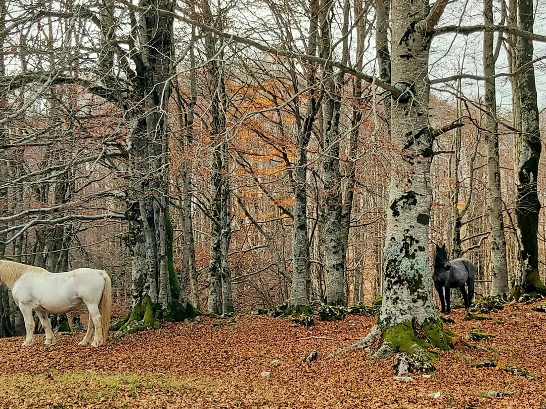 Campo dell'Osso-Subiaco必去景点