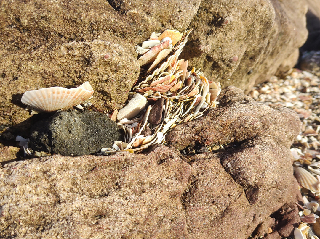 Cockenzie Harbour-Cockenzie必去景点