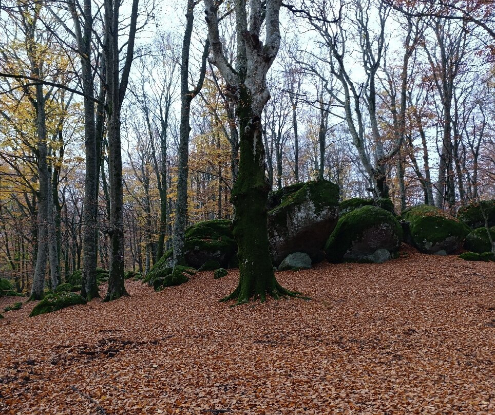 Faggeta del Monte Cimino-Soriano nel Cimino必去景点