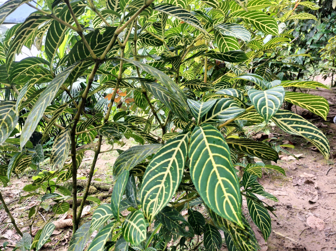 Peru Amazon Expeditions-Manu必去景点