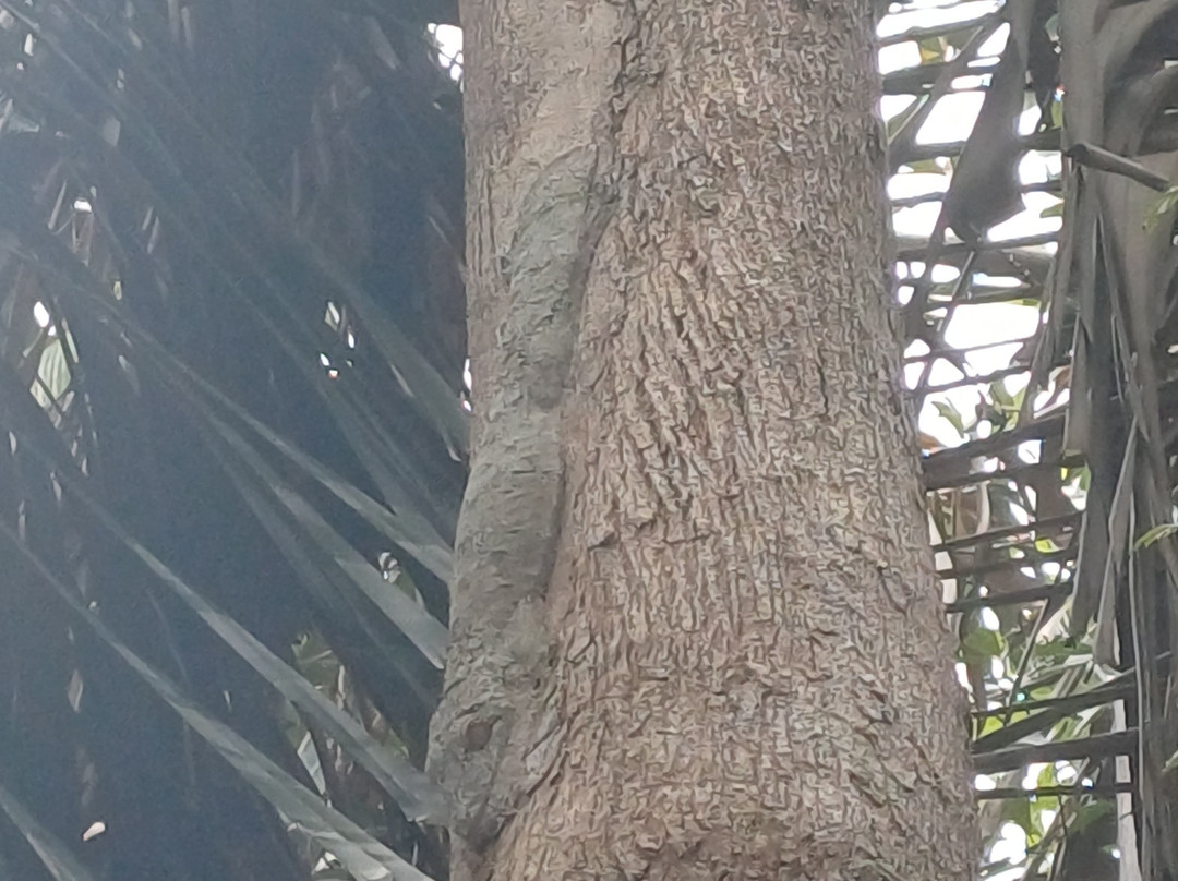 Lokobe Nature Special Reserve-诺西贝必去景点