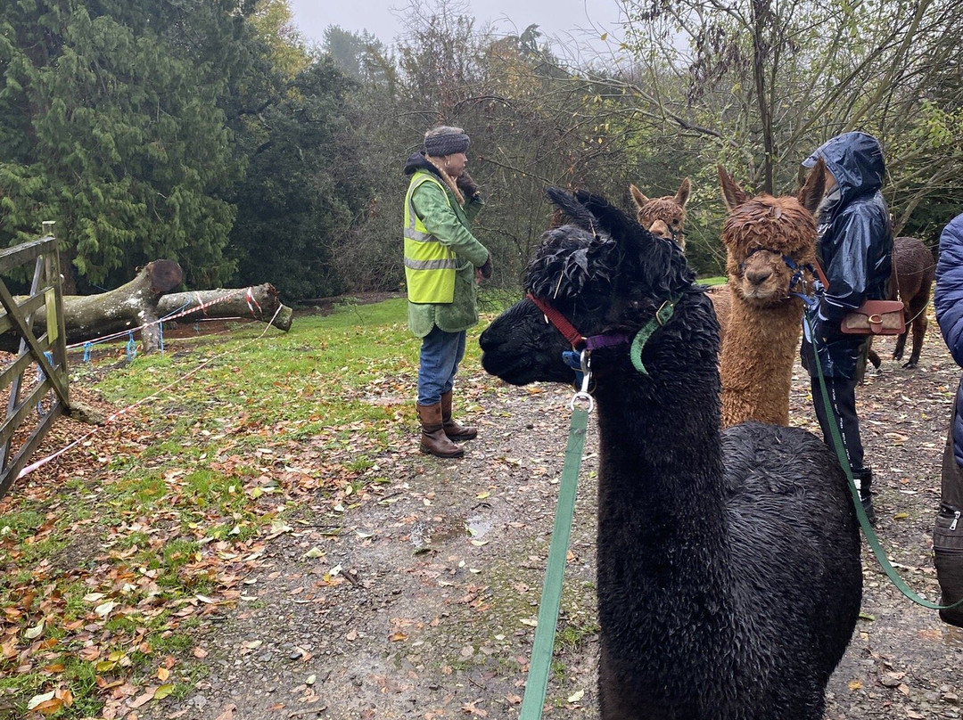 Cotswold Alpacas-切尔滕纳姆必去景点