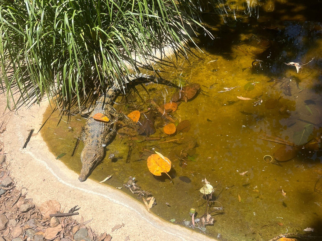 Billabong Sanctuary-汤斯维尔必去景点